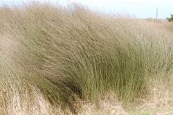 Image: P.B. Heenan © Landcare Research 2014 